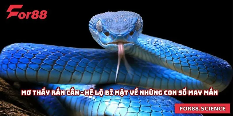 Mơ Thấy Rắn Cắn - Hé Lộ Bí Mật Về Những Con Số May Mắn