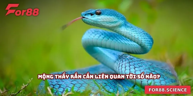 Mộng thấy rắn cắn liên quan tới số nào?